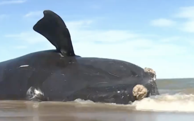VIDEO: NLPC, CFACT, Heartland Institute Sue Biden Admin; Offshore Wind Killing Whales?